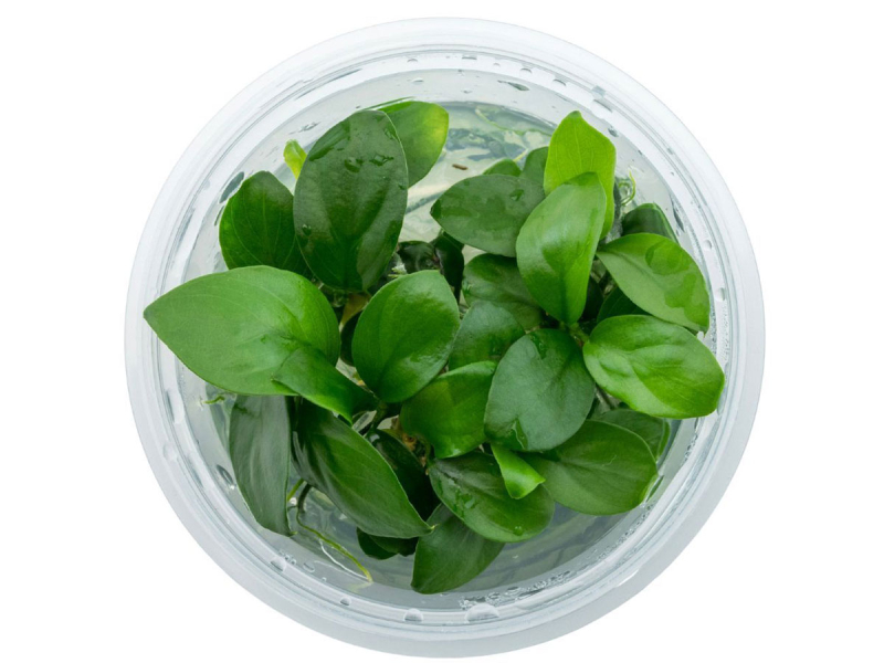 Preview: Zwerg-Speerblatt - Anubias barteri nana in vitro